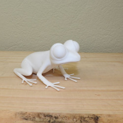 Großäugiger Frosch